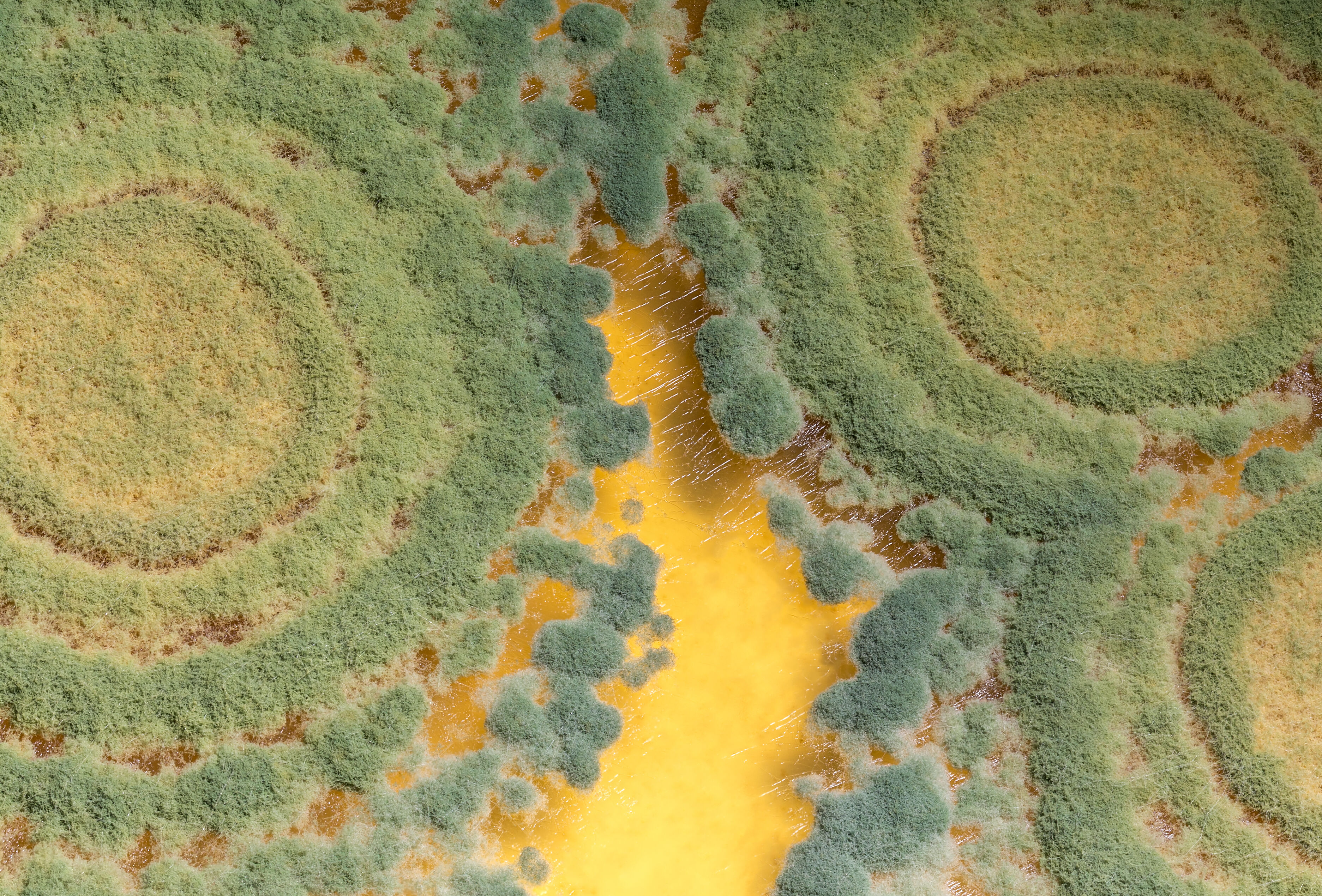 Trianum remarkably effective against soil-borne diseases in acidic soils