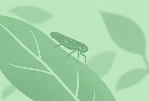 Green leafhopper