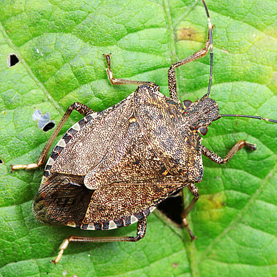 Adult