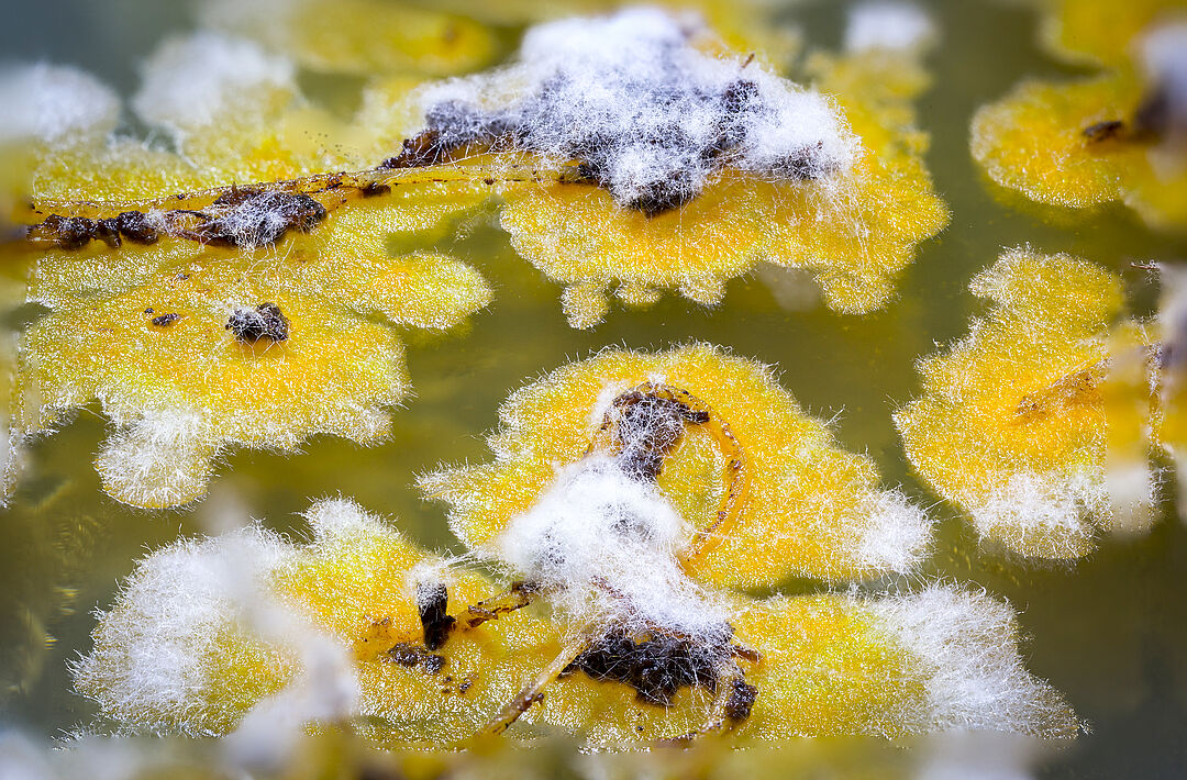 csm_TrianumRootsStack_01_c9aea