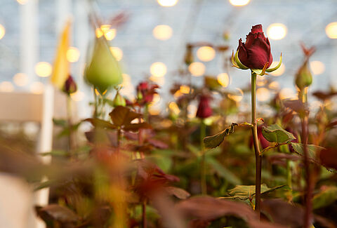 Control of aphids in rose