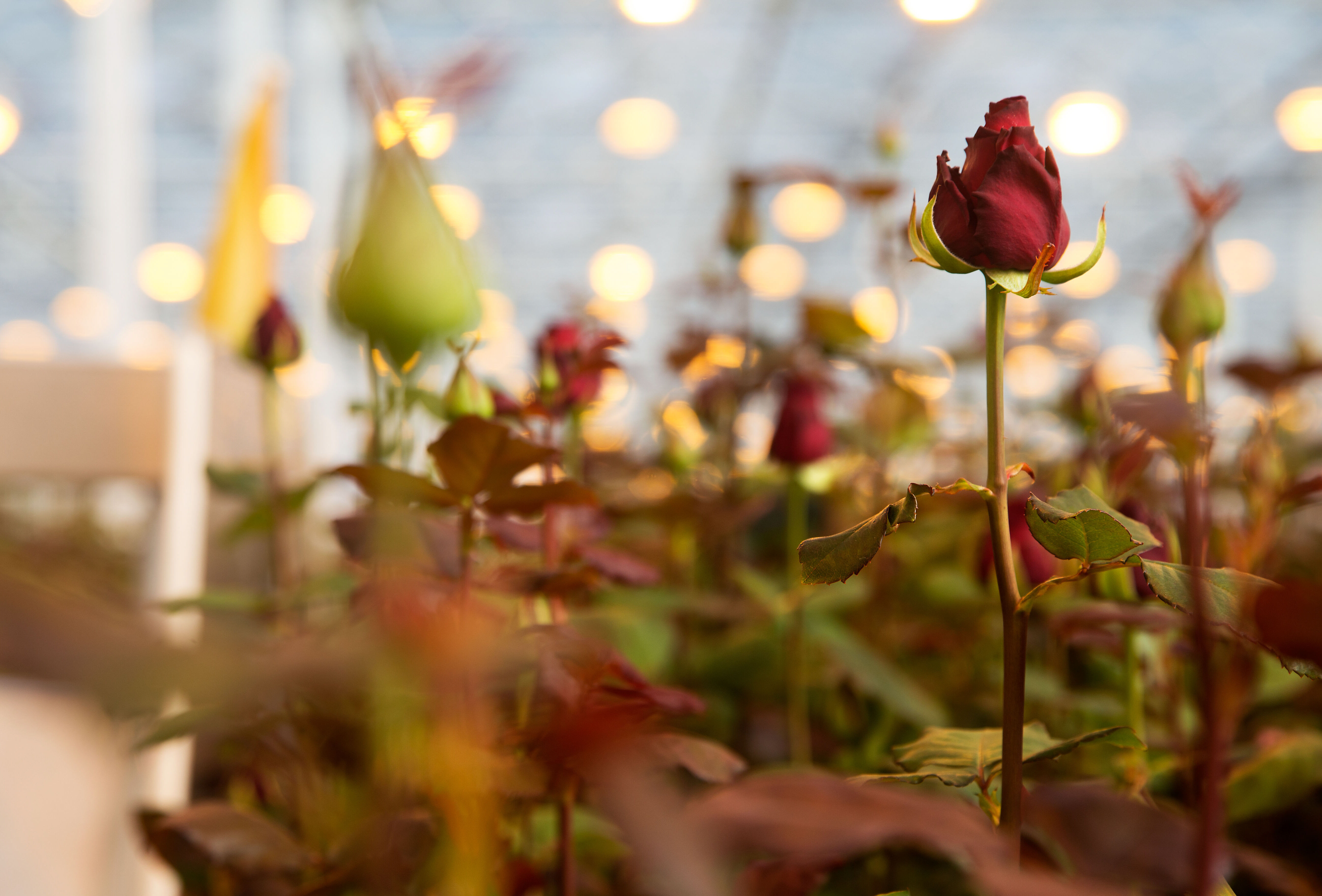 Control of aphids in rose