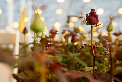 Control of aphids in rose