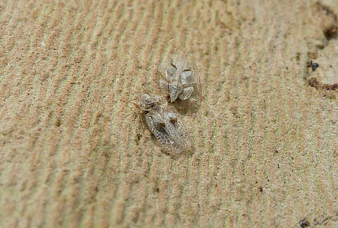 Sycamore lace bug