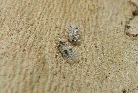 Sycamore lace bug