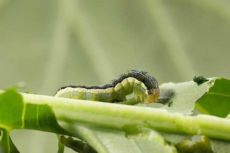 Cabbage moth Mamestra brassicae Larva