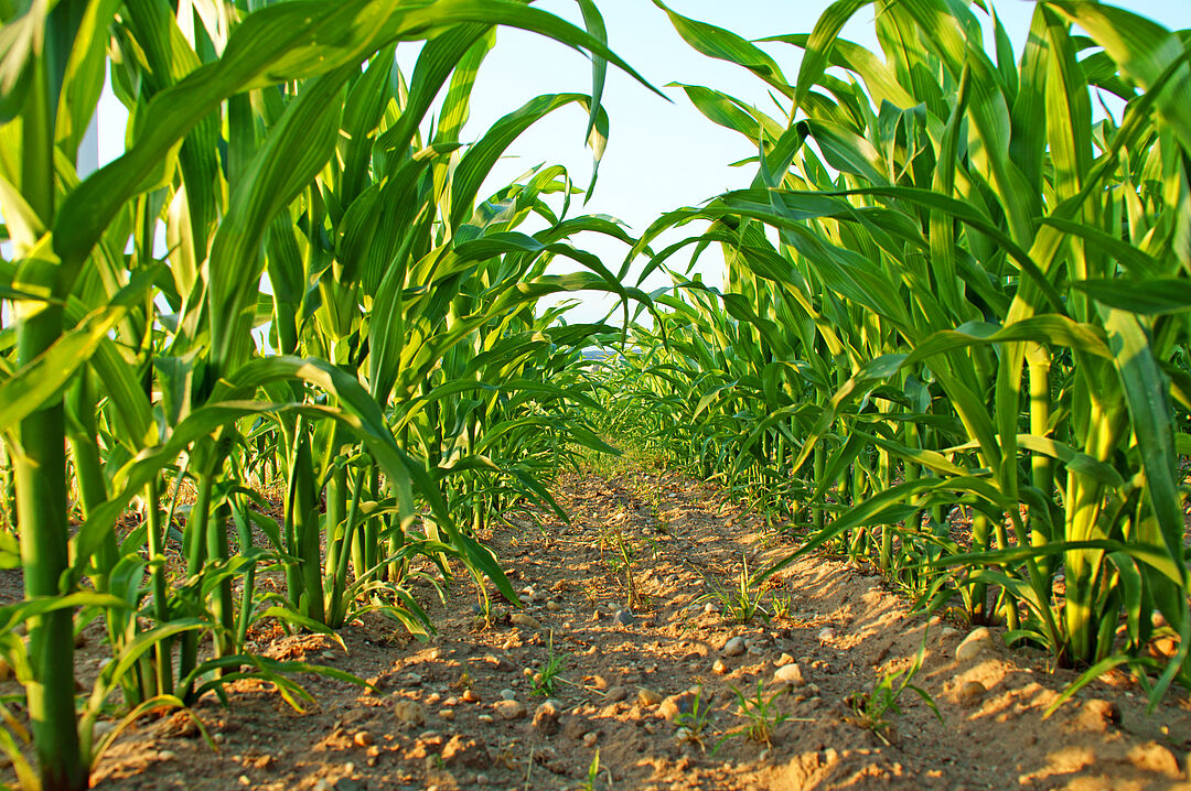 Maize | Koppert Global