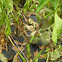 Pepper damage caused by Stem and fruit rot of Capsicum Phytophthora capsici