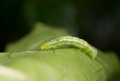 Caterpillars: a growth explosion in the life of butterflies and moths