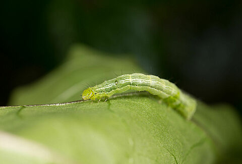 Caterpillars: a growth explosion in the life of butterflies and moths