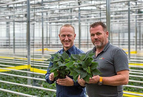 Poinsettia cultivation has to apply IPM