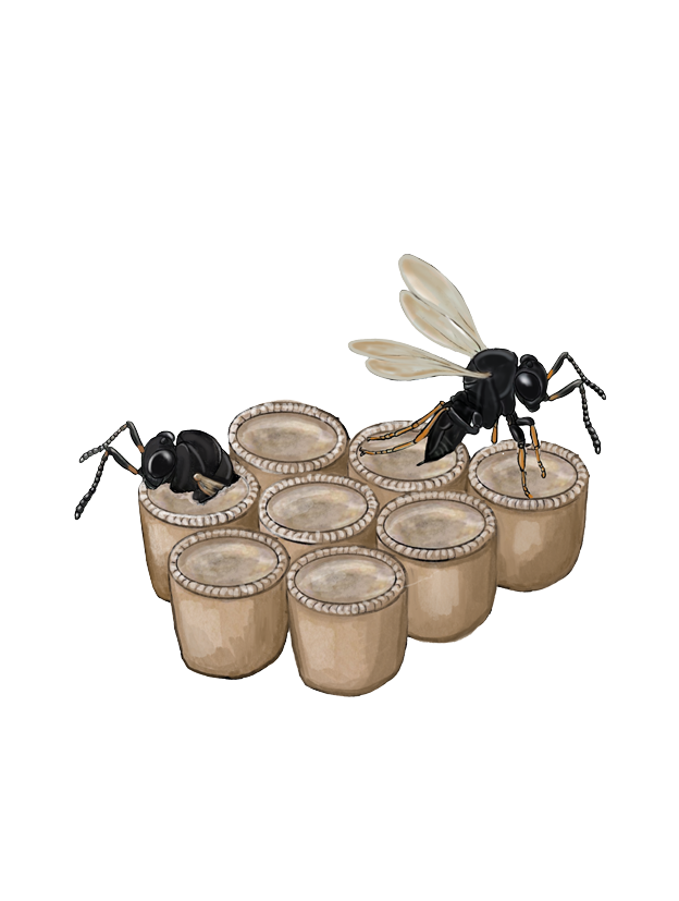 Wasps emerge from eggs