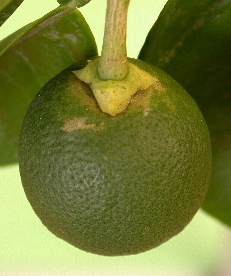 Orange damage caused by South African Citrus thrips Scirtothrips aurantii