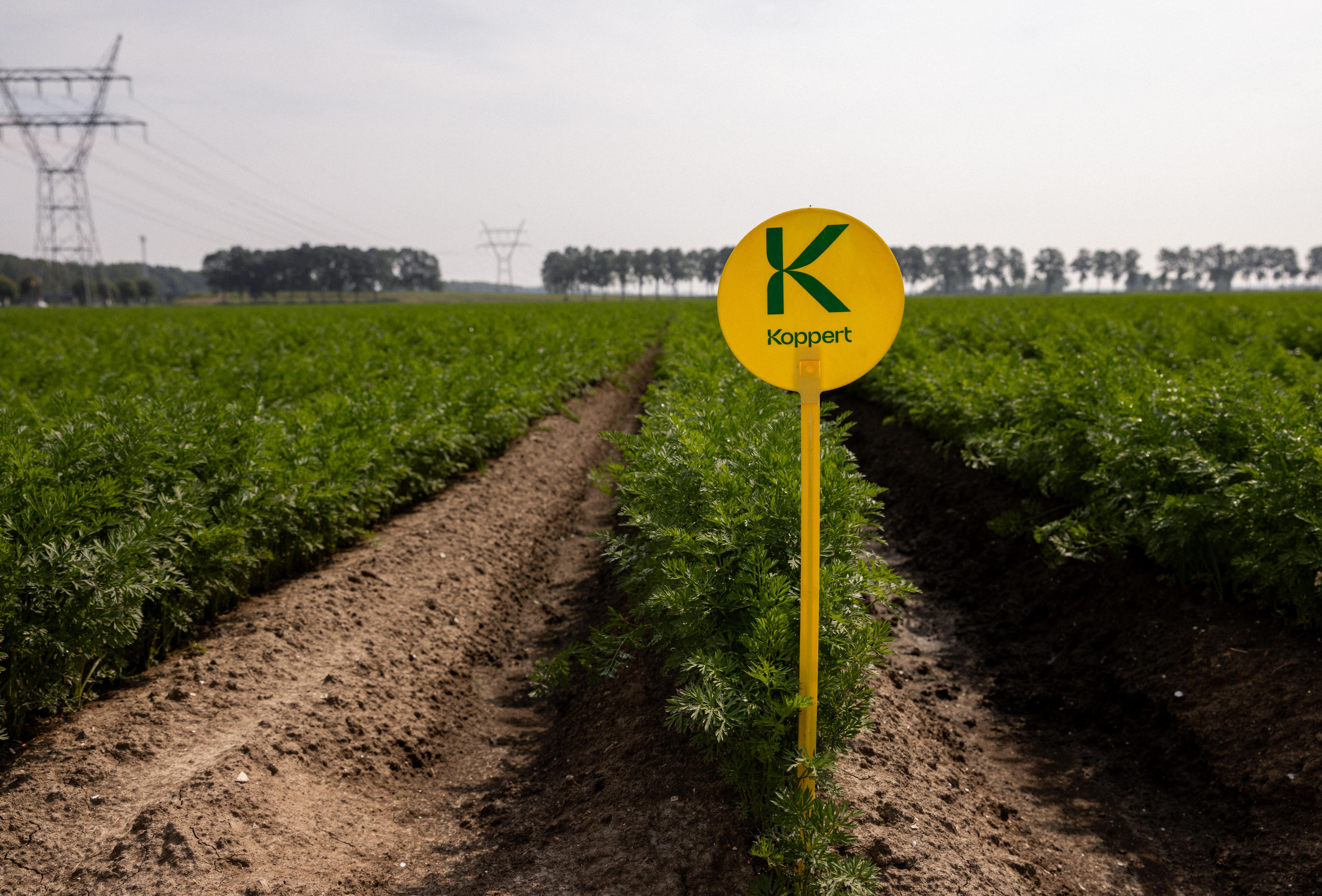 Trial results show Trianum is your key to a healthy carrot crop