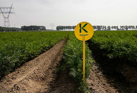 Trial results show Trianum is your key to a healthy carrot crop