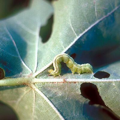 Cabbage looper Trichoplusia ni