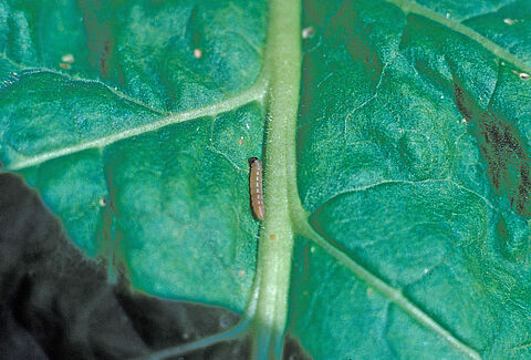 Potato tuber moth