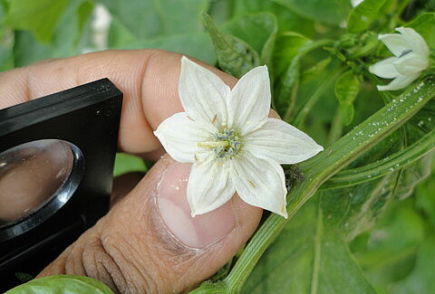 Chilli thrips