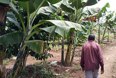 Koppert Foundation: The banana harvest of hope