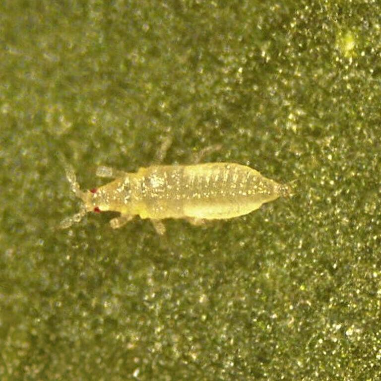 Thrips Parvispinus Larva 1