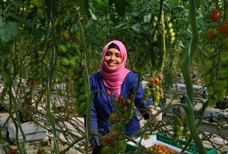 Agro Care delivers the first Fair Trade tomatoes to the Dutch market
