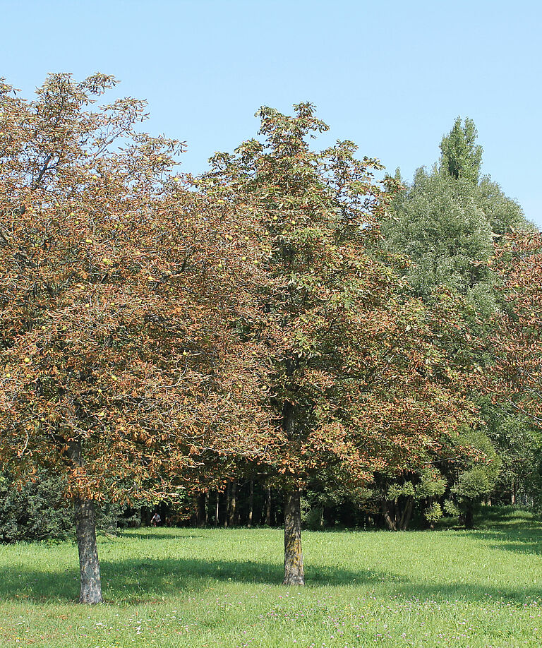 Horsechestnut leafminer Cameraria ohridella Damage on chestnut