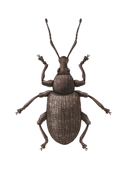 Vine weevil Otiorhynchus sulcatus adult