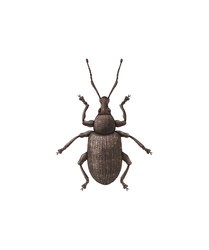 Vine weevil Otiorhynchus sulcatus adult