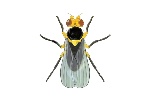 Tomato leaf miner Liriomyza bryoniae Adult Illustration