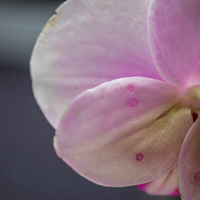 Western Flower Thrips Frankliniella occidentalis damage on phalaenopsis