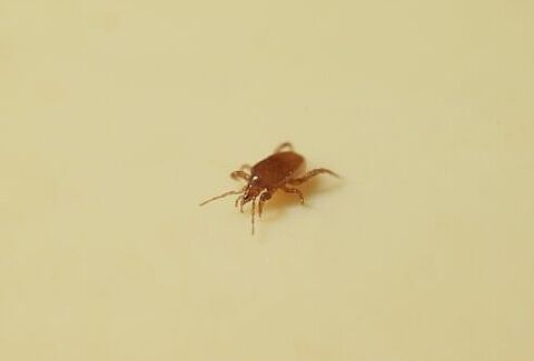 Modified formulation for Macro-Mite