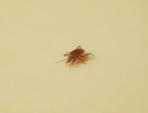 Modified formulation for Macro-Mite