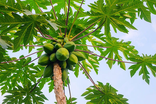 Saflax Tropische Meloenboom / Papaja, 1 Verpakking - België