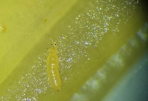 Banana rust thrips