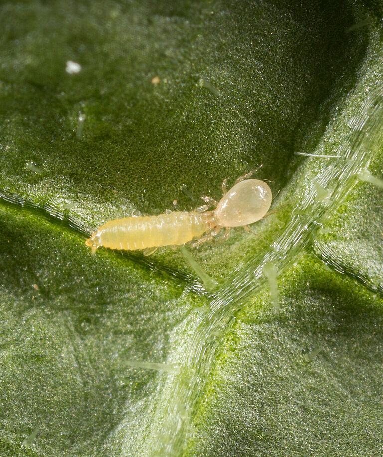 Amblyseius swirskii