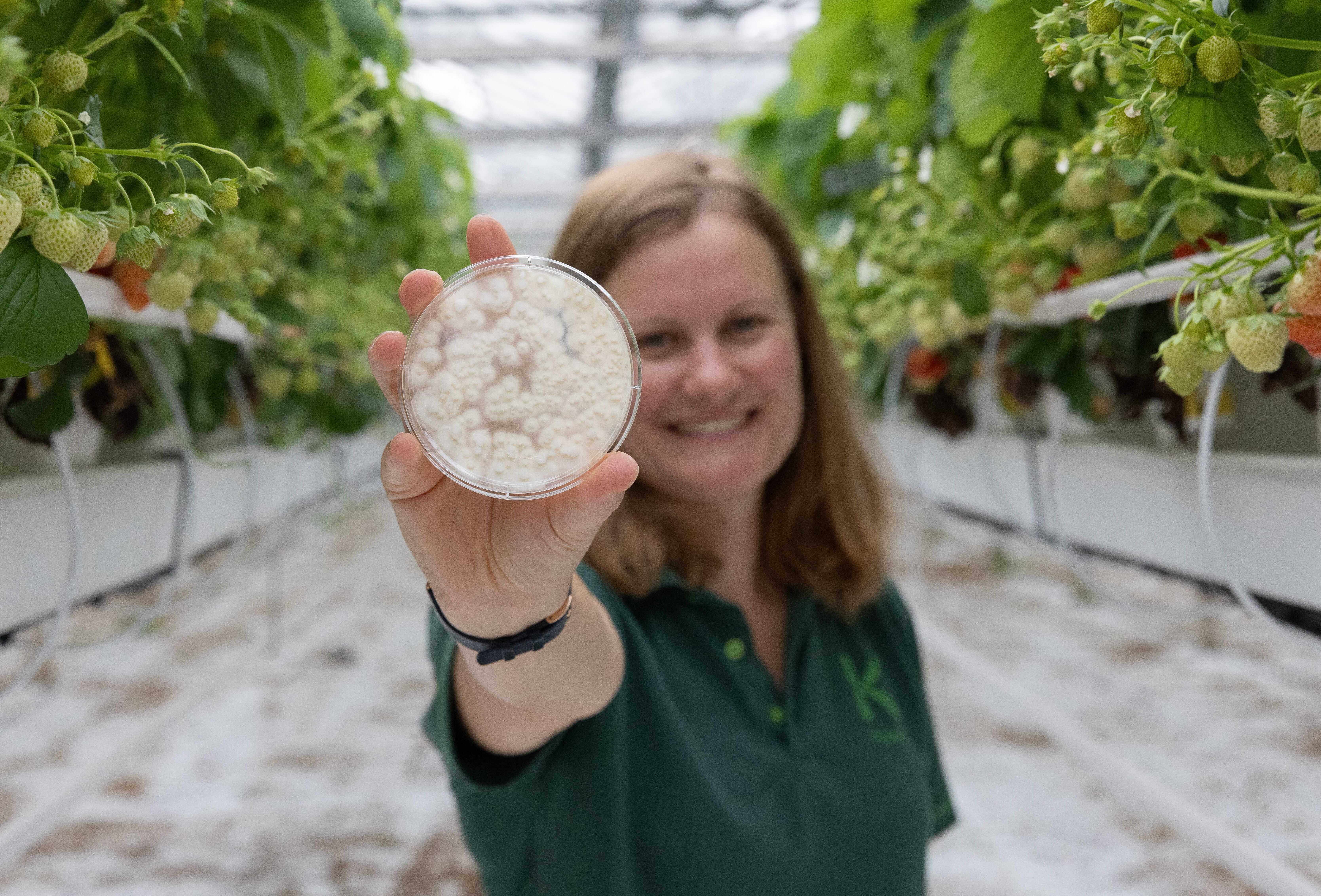 Protect your crops with Mycotal when temperatures drop