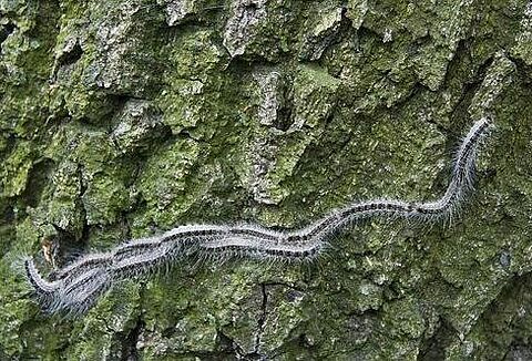 Municipality of Enschede: use of Entonem nematodes against oak processionary caterpillar has important gains