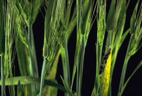 Loose smut of barley