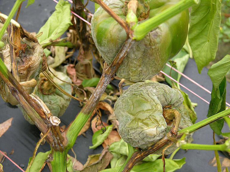 Pepper damage caused by Stem and fruit rot of Capsicum Phytophthora capsici