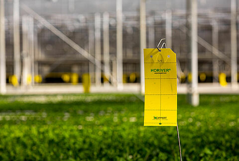 Keep a close eye on thrips