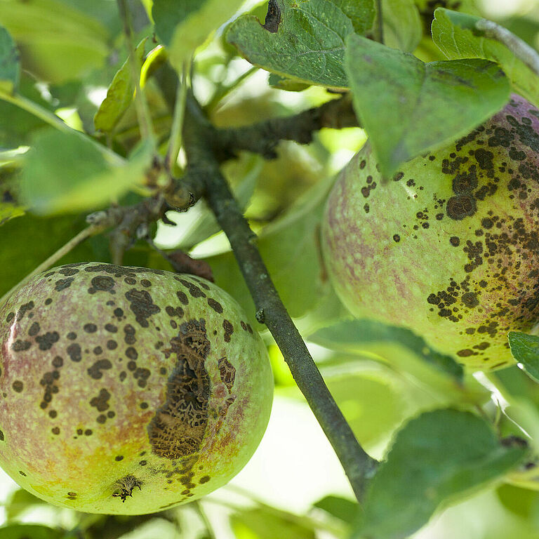 Apple scab Venturia inaequalis