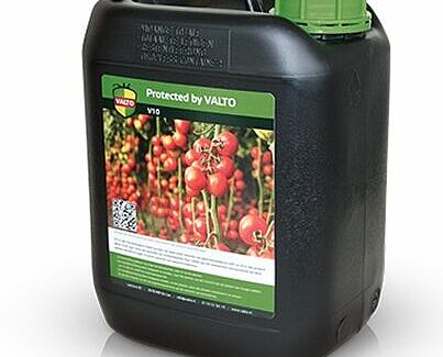 Koppert collaborates with Valto to control harmful tomato virus