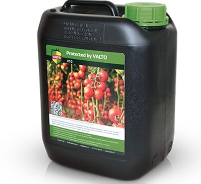 Koppert collaborates with Valto to control harmful tomato virus