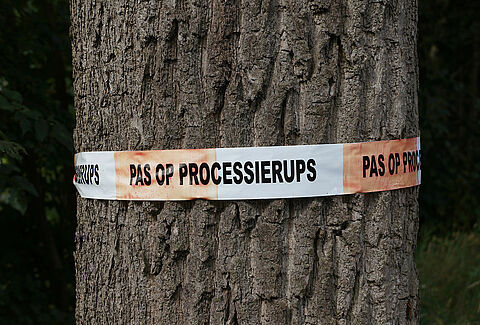 Tree specialist Wolterinck BV: biological control of the oak processionary caterpillar