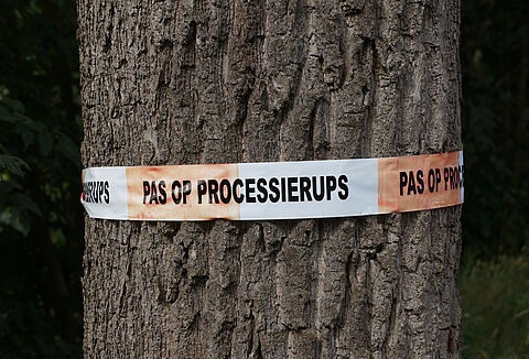 Tree specialist Wolterinck BV: biological control of the oak processionary caterpillar