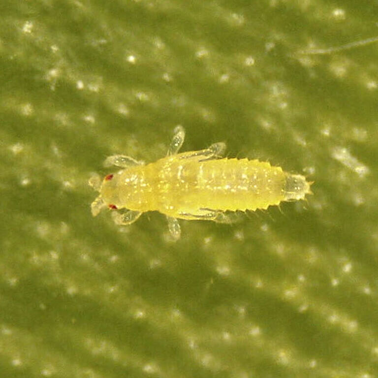Thrips Parvispinus Prepupa