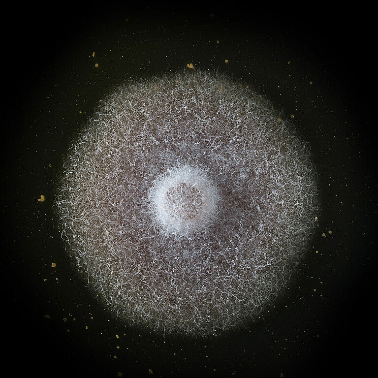 Basal rot Fusarium oxysporum grown in petri dish