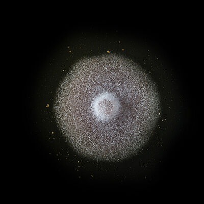 Basal rot Fusarium oxysporum grown in petri dish