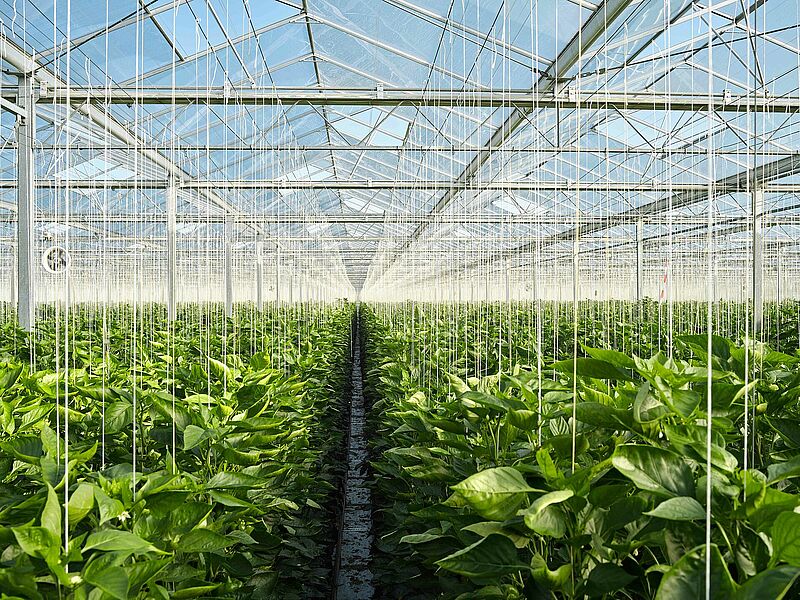 Paprikakweker kwekerij de Westhoek Herenlaand 3 Maasland