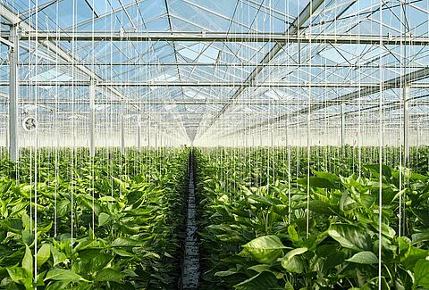 International webinar to mark Year of Plant Health